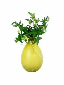 GSC Achla Designs Teardrop Rooting Vase