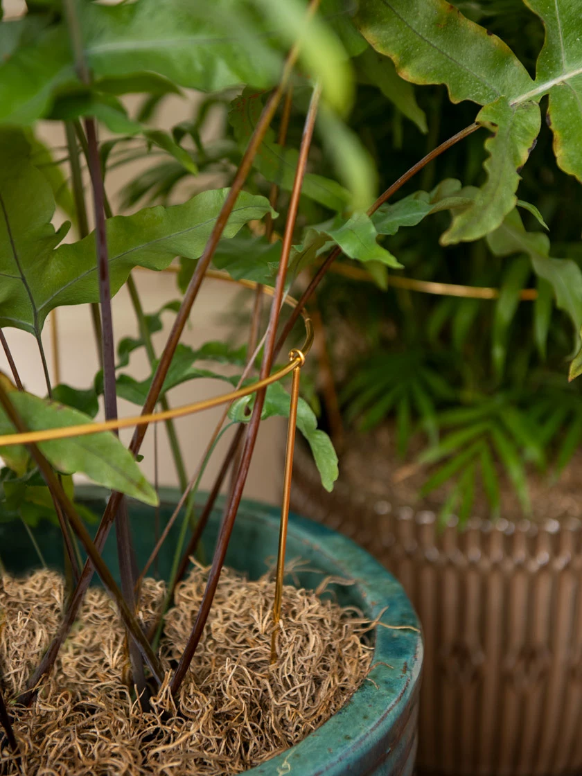 GSC Brass Plated Grow Throughs, Set Of 2 - Image 4