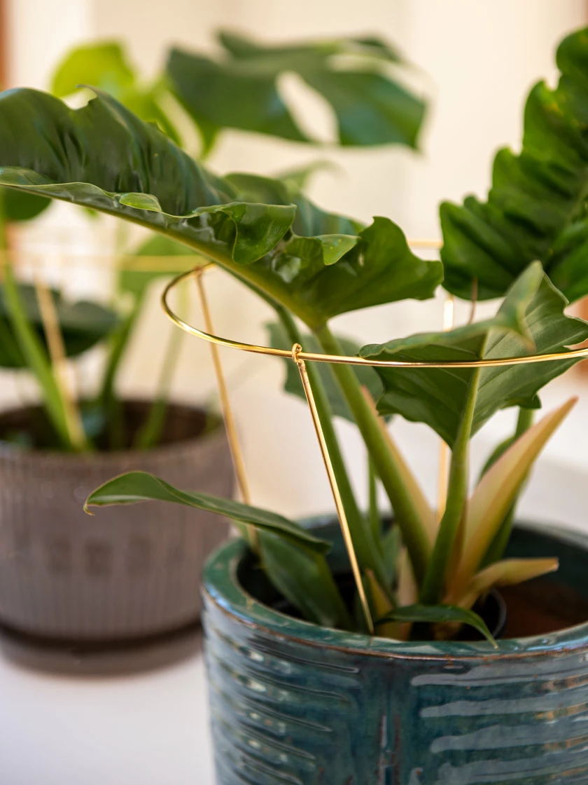 GSC Brass Plated Grow Throughs, Set Of 2 - Image 3