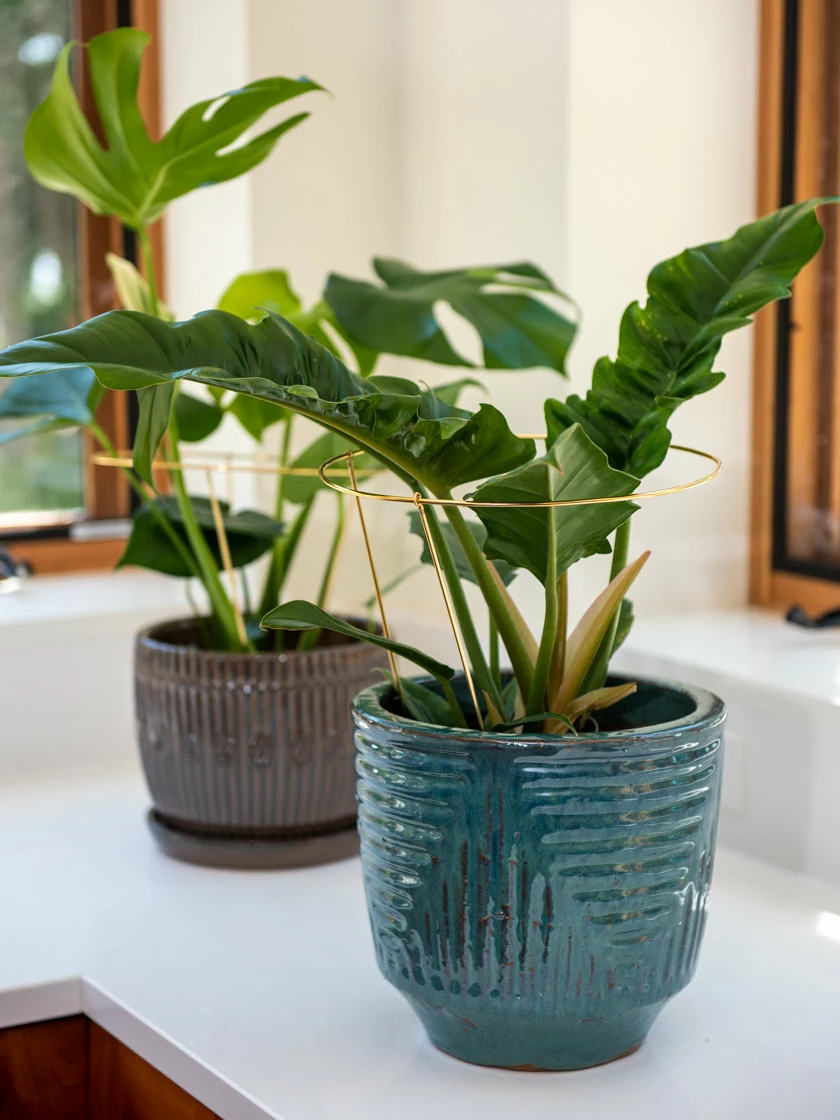 GSC Brass Plated Grow Throughs, Set Of 2 - Image 2