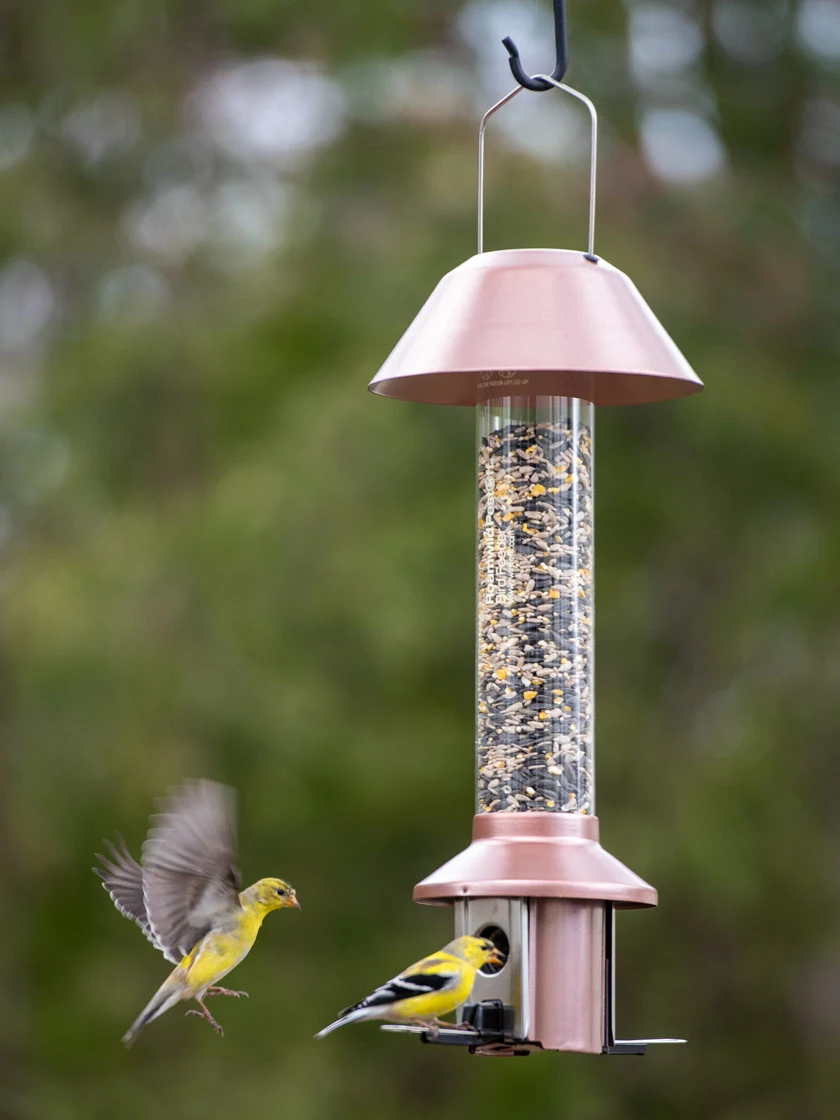 GSC Roamwild PestOff™ Squirrel Proof Bird Feeder