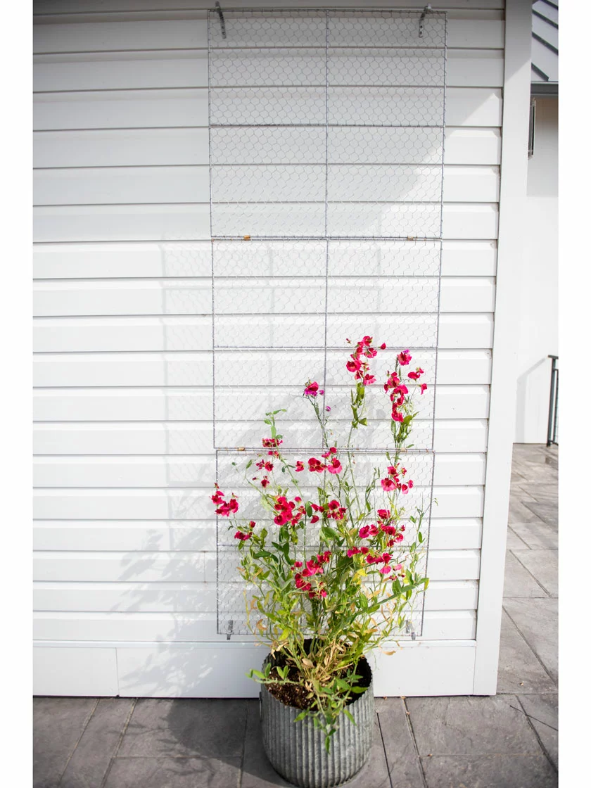 GSC Chicken Wire Wall Trellis - Image 3