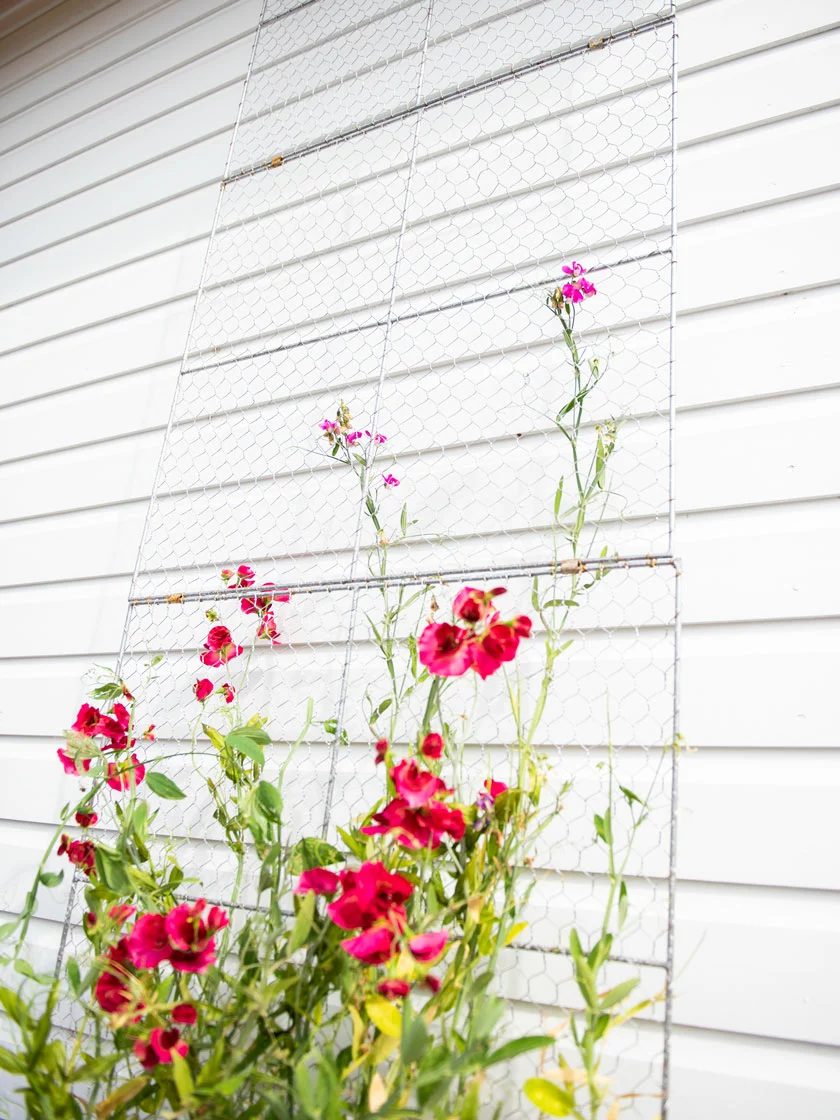 GSC Chicken Wire Wall Trellis