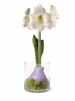 GSC Easy Care Spring Waxed Amaryllis In Vase