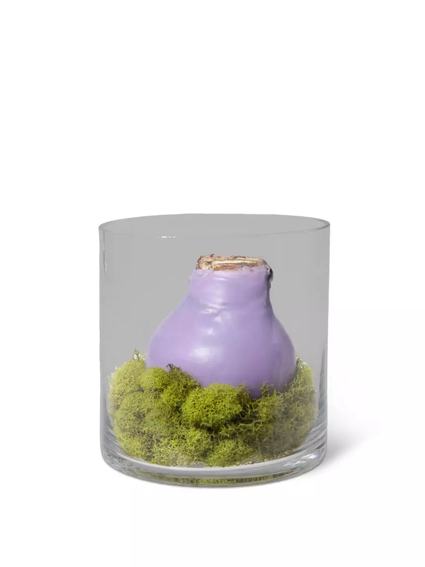 GSC Easy Care Spring Waxed Amaryllis In Vase - Image 2