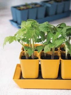 GSC Gardener's Best® XL Seed Starting Kit