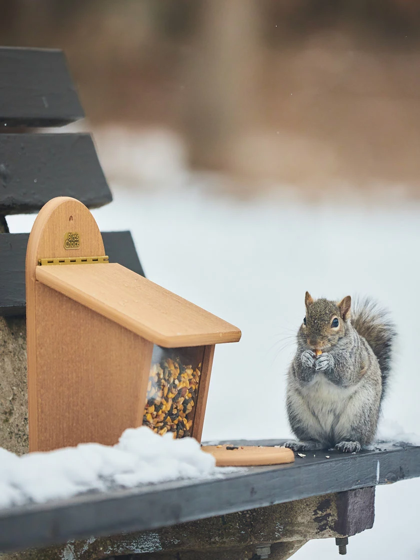 GSC Spruce Creek Squirrel Munch Box - Image 2