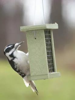 GSC Birds Choice™ Suet Feeder