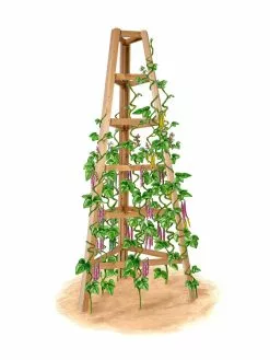 GSC Cedar Obelisk, 8'