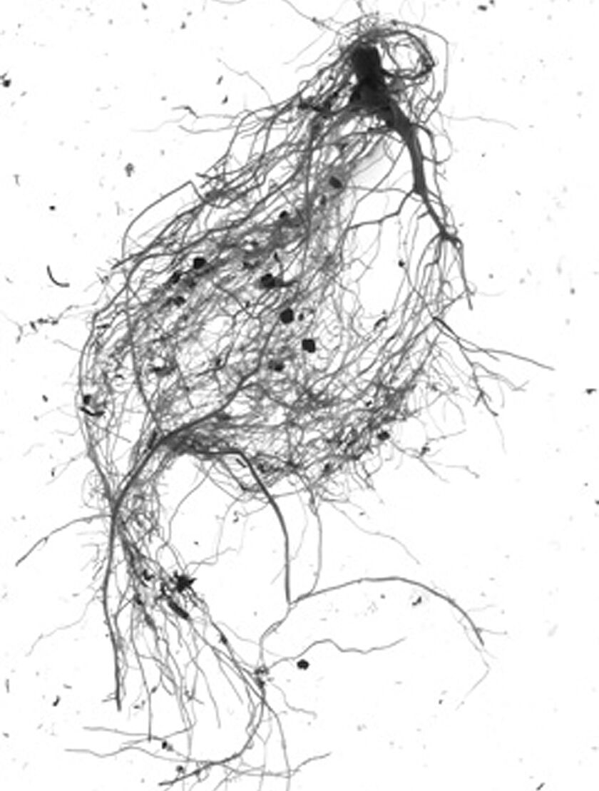 GSC GrowLab® Compact 3-Tier Light Garden With Classroom Guide - Image 5