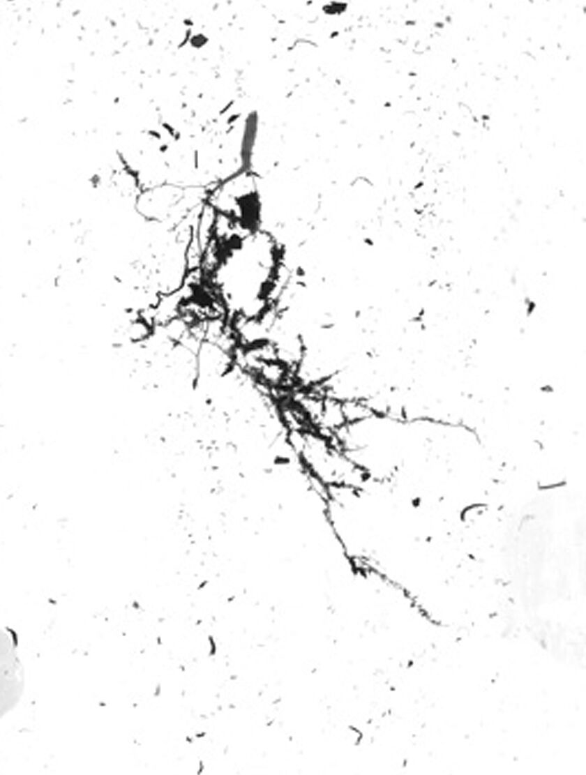 GSC GrowLab® Compact 3-Tier Light Garden With Classroom Guide - Image 3